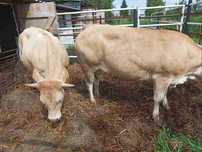Jałówki blonde d`Aquitaine