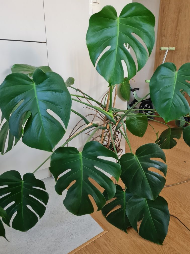 Monstera z donicą