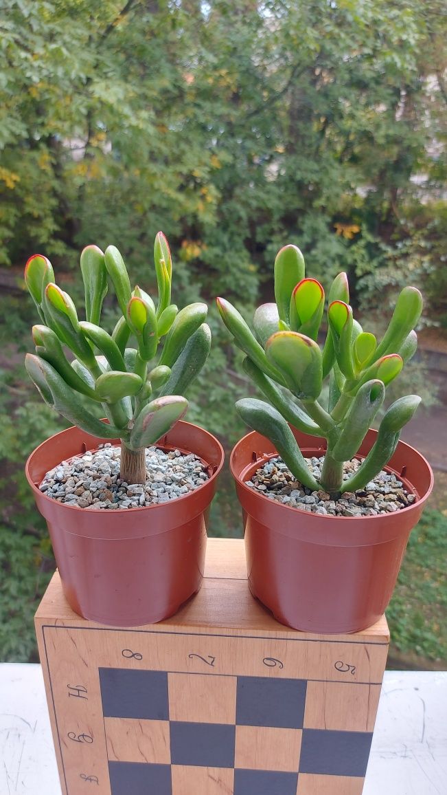 Крассула Ред Хорн Crassula Red Horn tree