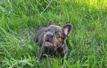 Buldog francuski suczka blue