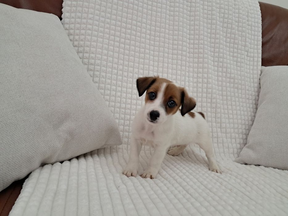 Jack russel fantastico