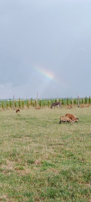 Młode baranki kameruńskie