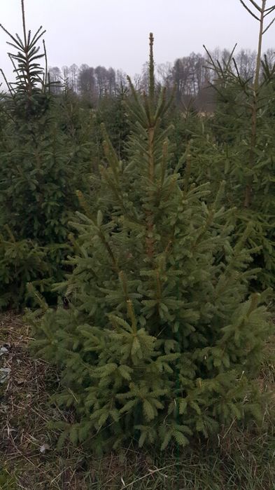 Choinki, srebrne i pospolite, plantacja