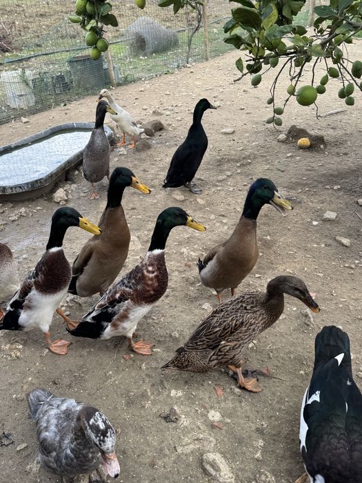 Patos corredores indianos