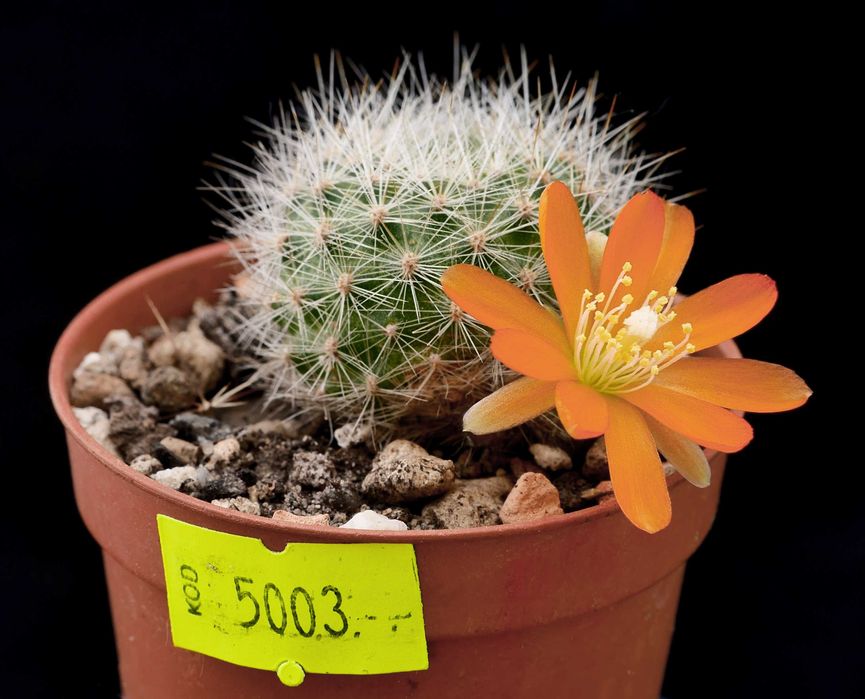 Kaktusy zestaw 3szt.(Leuchtenbergia, Thelocactus, Aylostera)