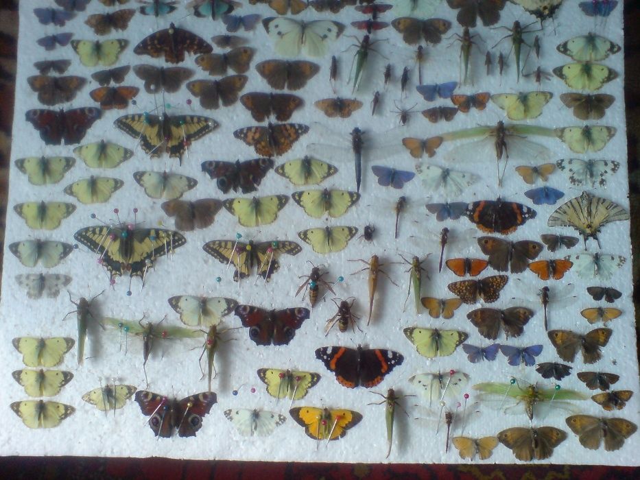Продам комахи,метелики,жуки,бабочки,насекомые
