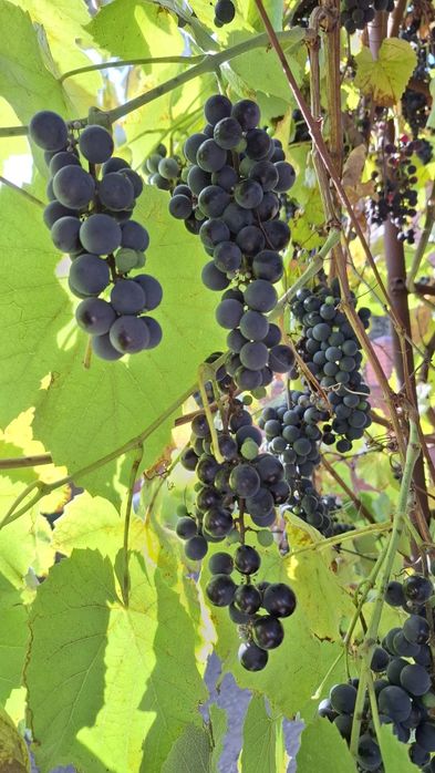 виноград ізабелла, кудрик
