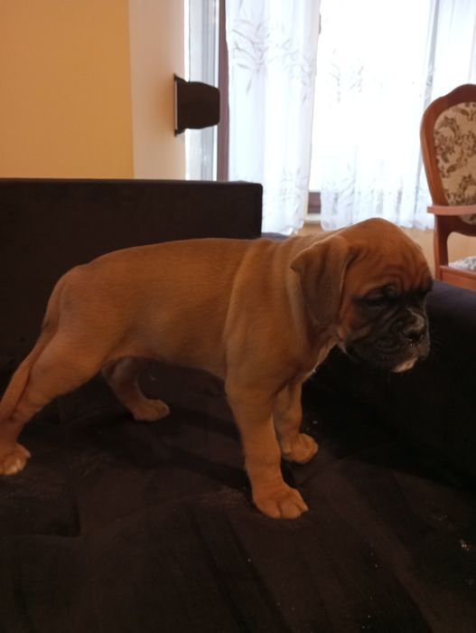 Bokser szczeniak pies