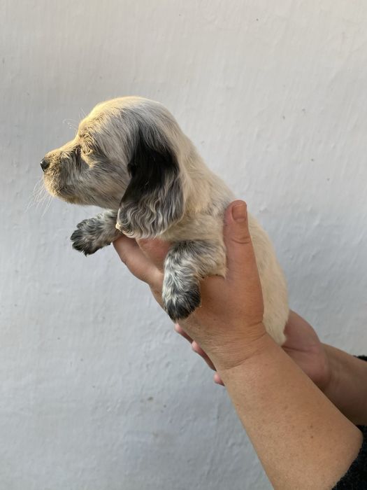 Продам цуценят руского спанієля