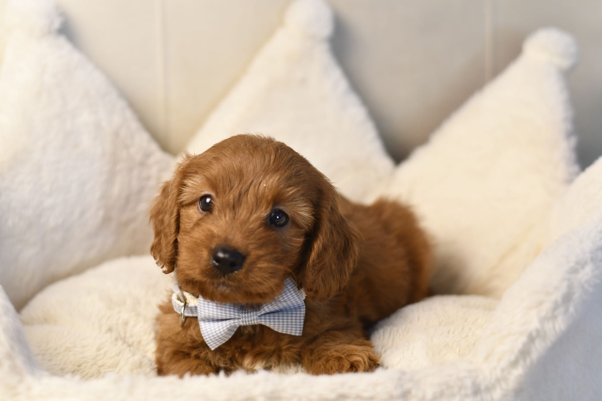 Cavapoo F1 RED BROWN wyjątkowy chłopiec gotowy do odbioru