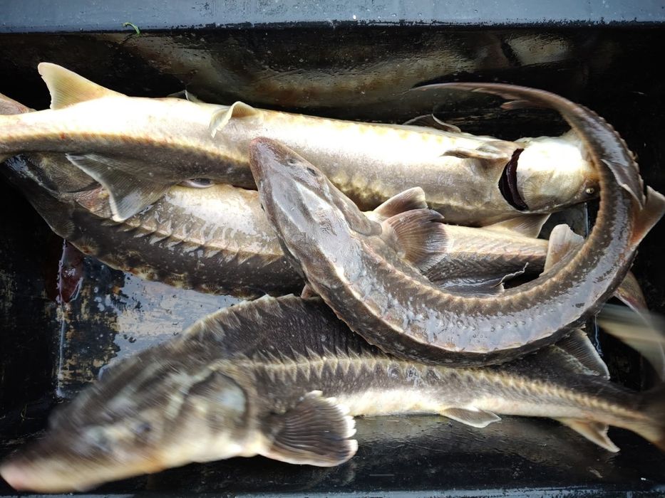 Sprzedaż karpia,amura, szczupaka