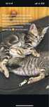 Gatinhas para adoção