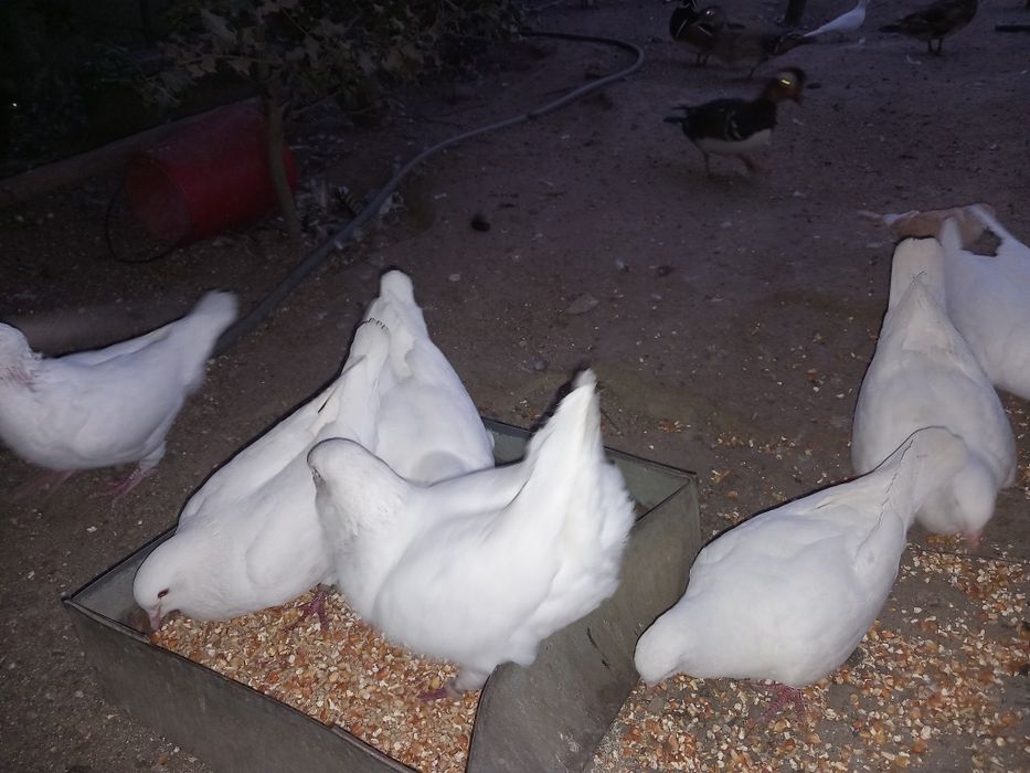 Varias aves disponiveis