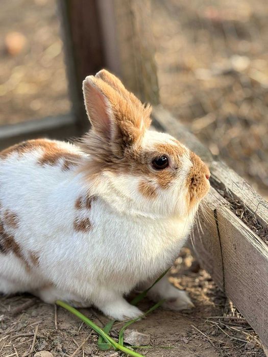 Króliki hodowlane i miniaturki