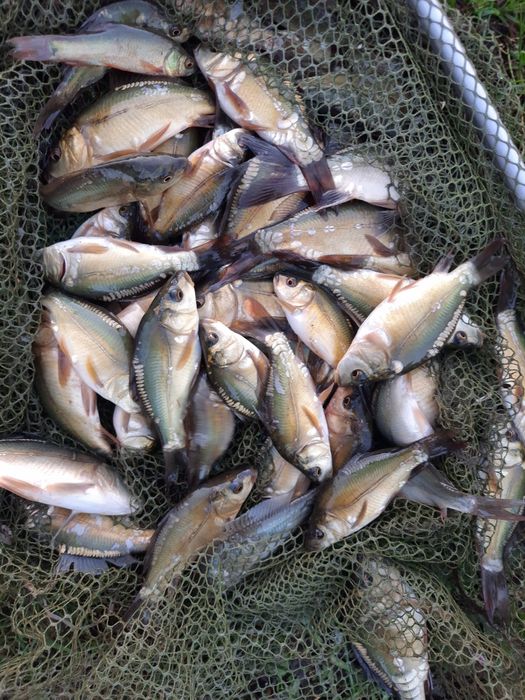 Narybak karpia, karp,
