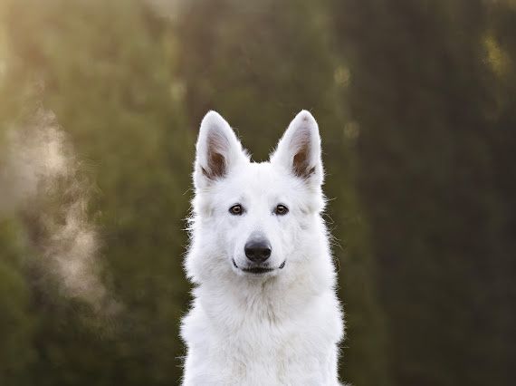 Biały Owczarek Szwajcarski! Miot wiosenny