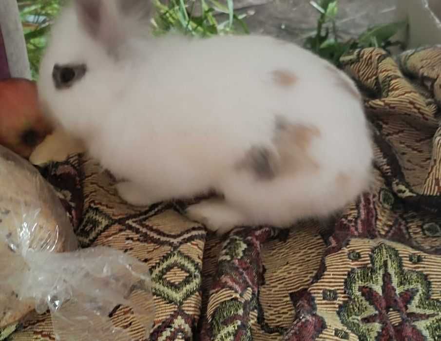 Miniatury królików angor i karzełek Teddy