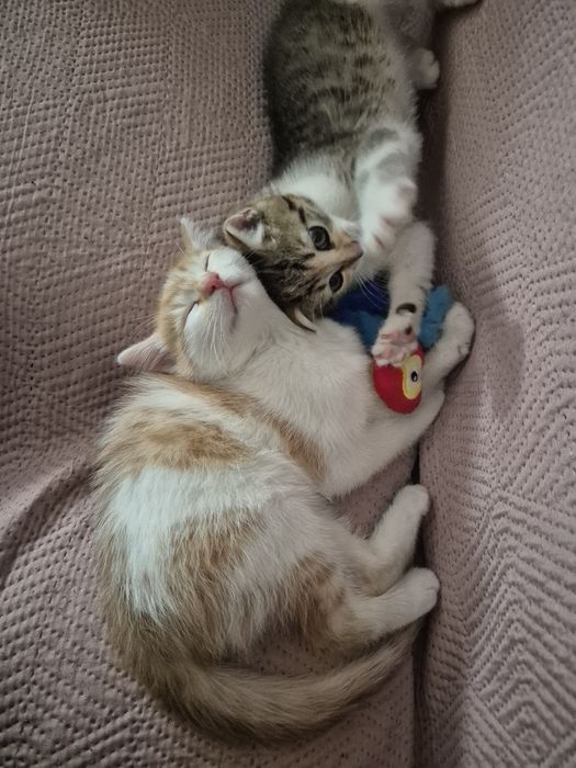 Oddam kotki w dobre rece