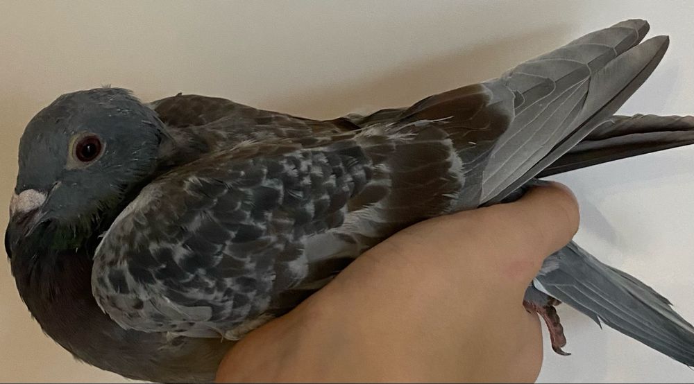 Sprzedam młodego gołębia pocztowego