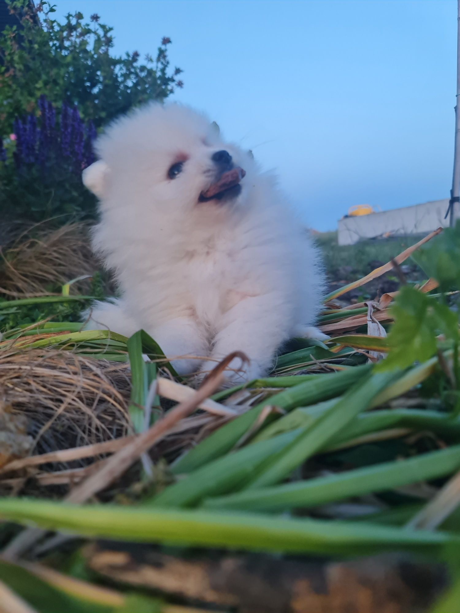 Pomeranian szpic miniaturowy