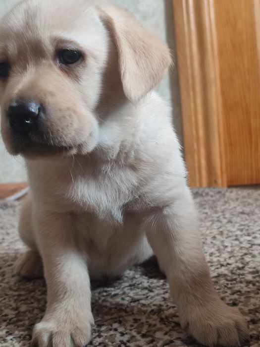 Лобрадор ретрівер