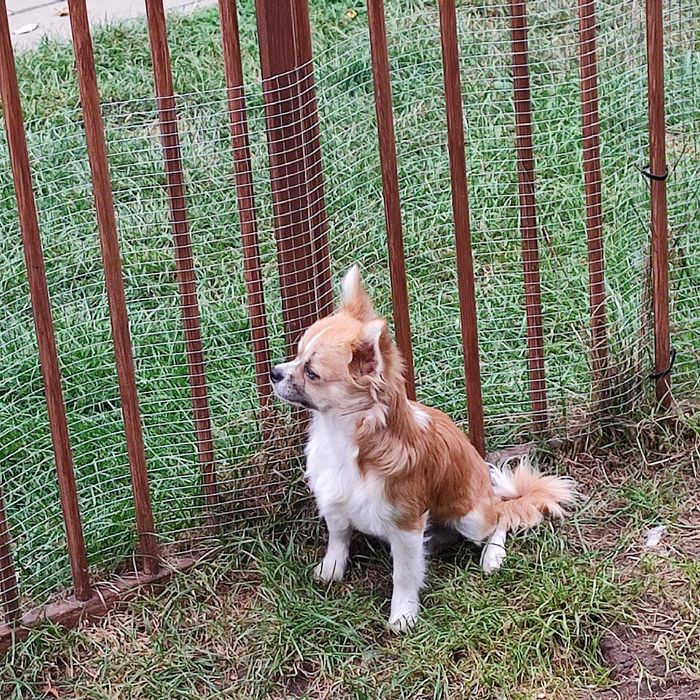 Piesek chihuahua FCI