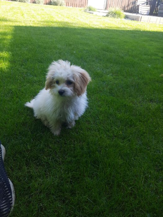 Maltipoo śliczna suczka