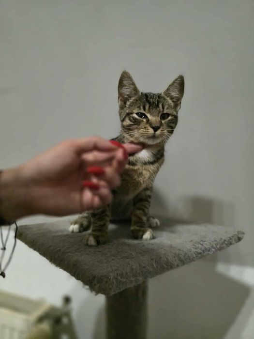 Cudowna Calineczka do adopcji,pokochaj kociaka,bura,pręgowana,koteczka