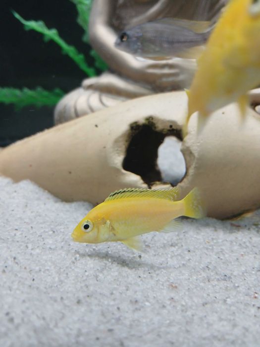 Casal juvenil Ciclideos caeruleus