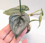philodndron brandtianum
