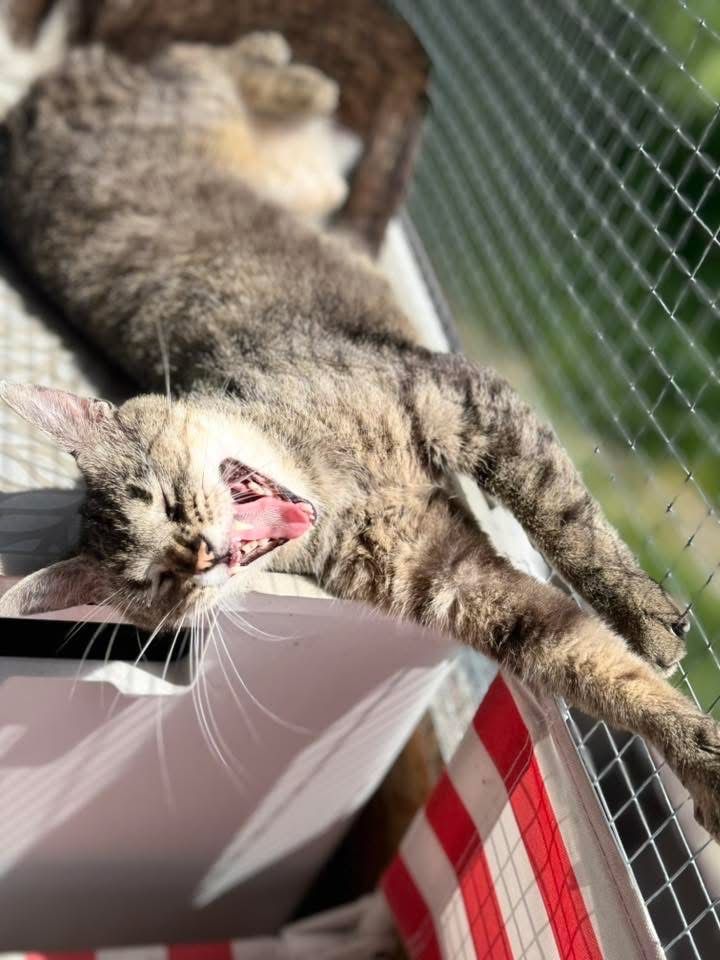 Gwiazdka do adopcji szuka domu