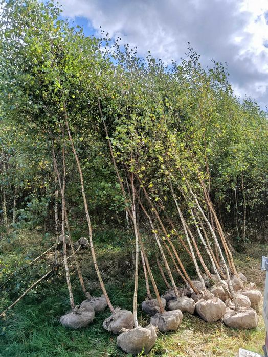 Wierzba iwa.Topola osika,brzoza brodawkowata,jesion wyniosły,grab,buk