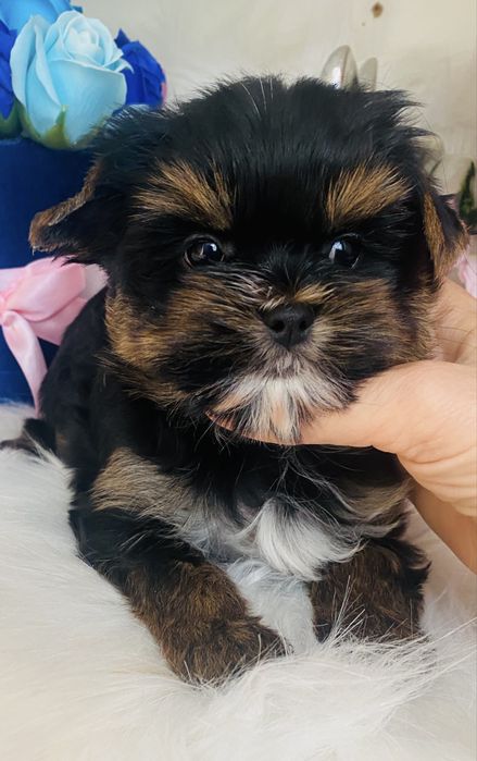 Śliczna suczka york.rodowód czteropokoleniowy.