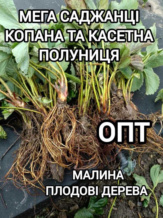 Саджанці Полуниці Ремонтантна Копана Касетна Малина Плодові дерева