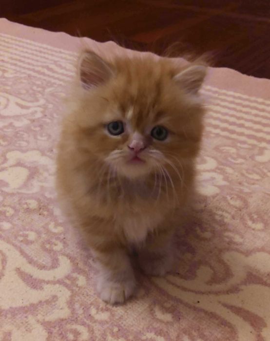 Gatinho macho muito meigo
