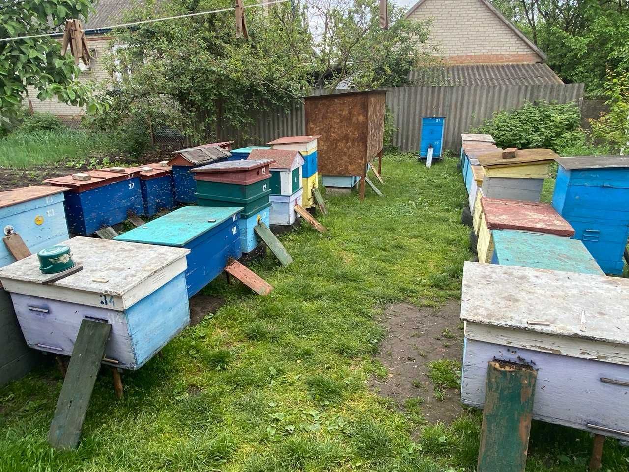Продаж пасіки (вуликів, бджолосімей і т.д)