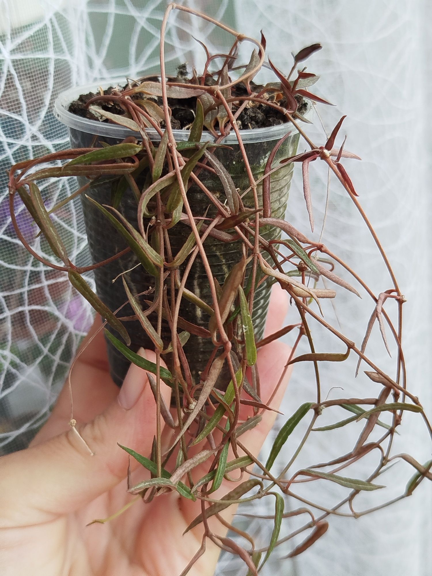Суккуленти 40 гривень горщик