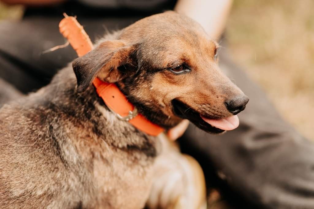 Jerry poleca się do adopcji