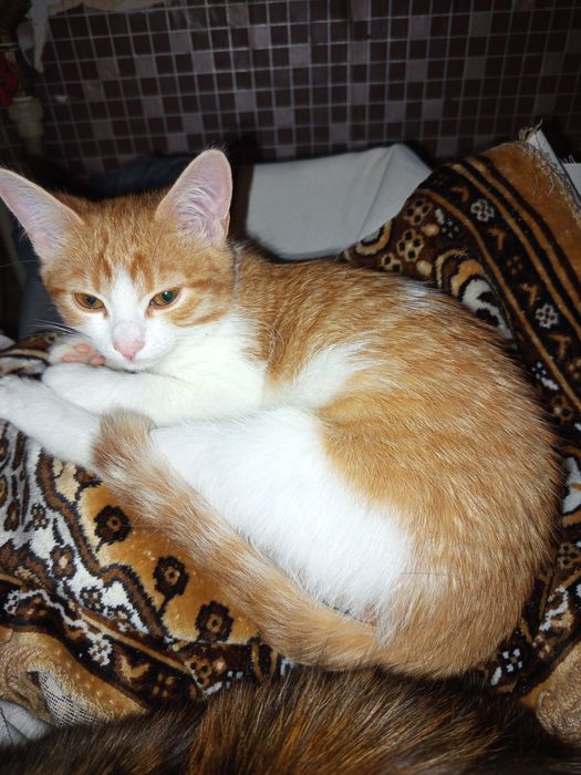 Віддам безкоштовно