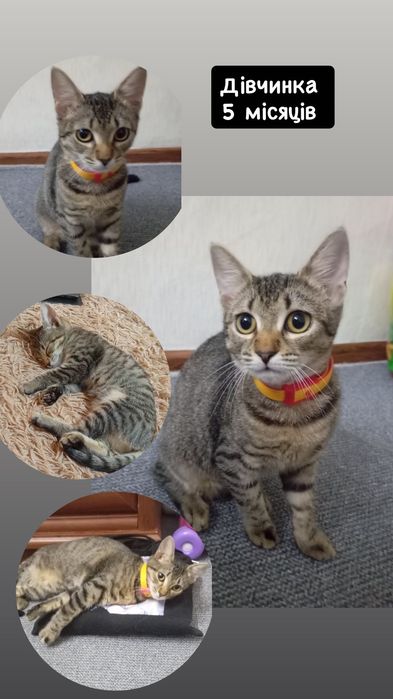 Разные котята бесплатно