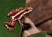Drzewołaz Liściołaz Dendrobates - Epipedobates anthonyi 4 sztuki