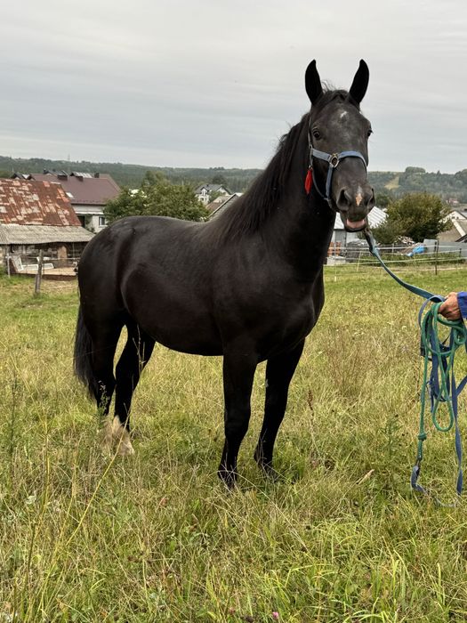 Sprzedam Ogiera Śląskiego
