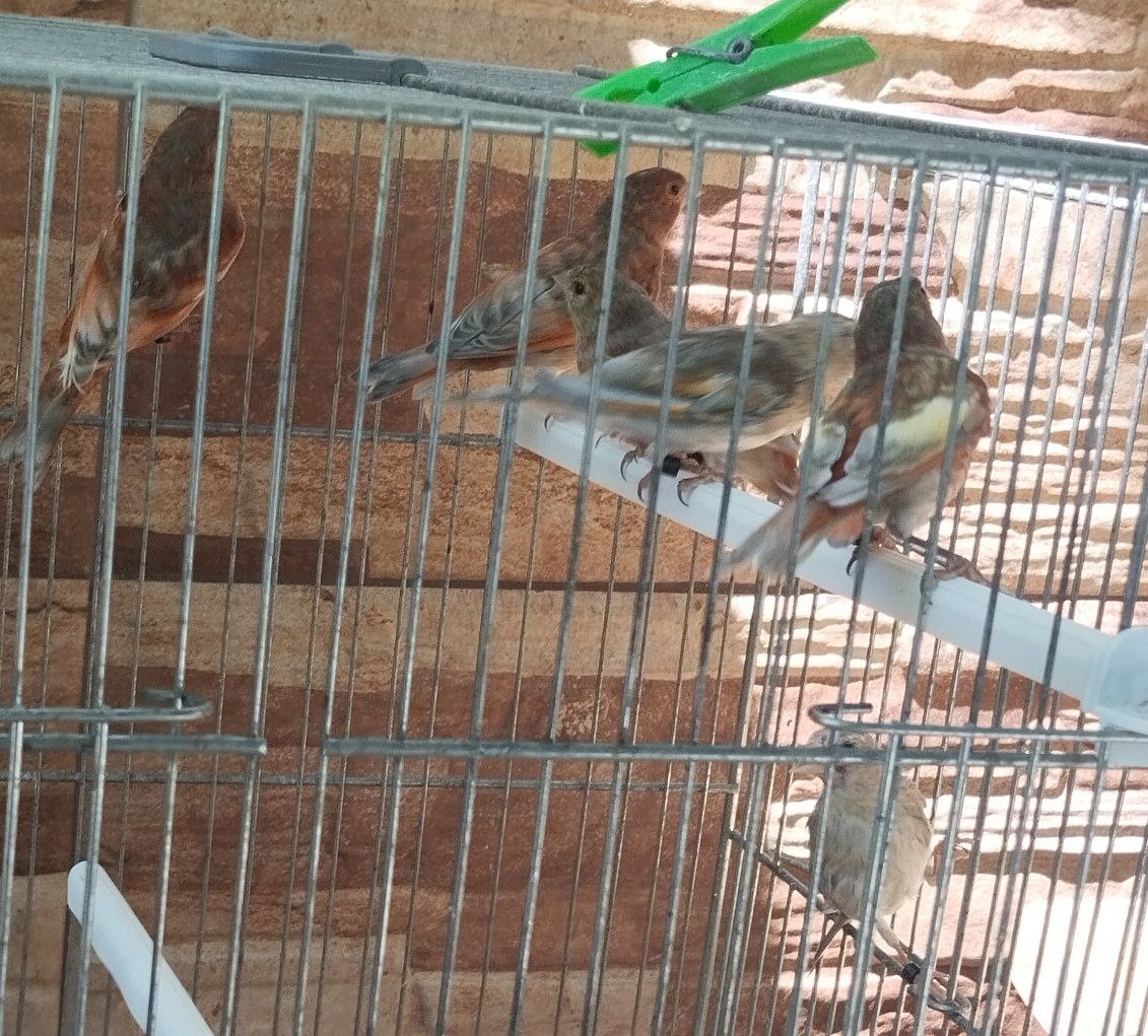 Híbridos/ Mestiços de Cardinalito em jaspe