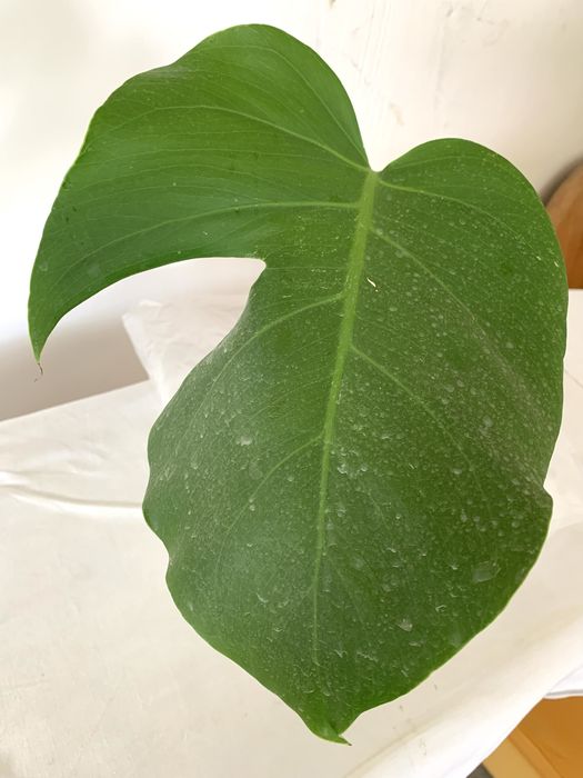 Монстера вариегатная,