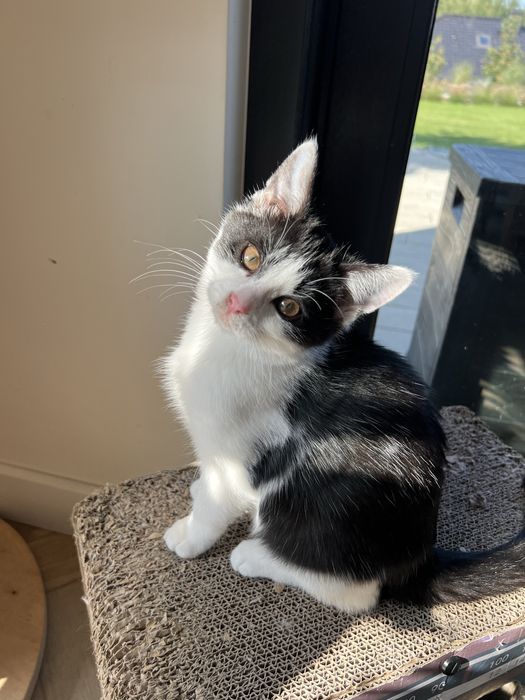 Ofelia – 3-miesięczna kotka uratowana z lasu szuka domu