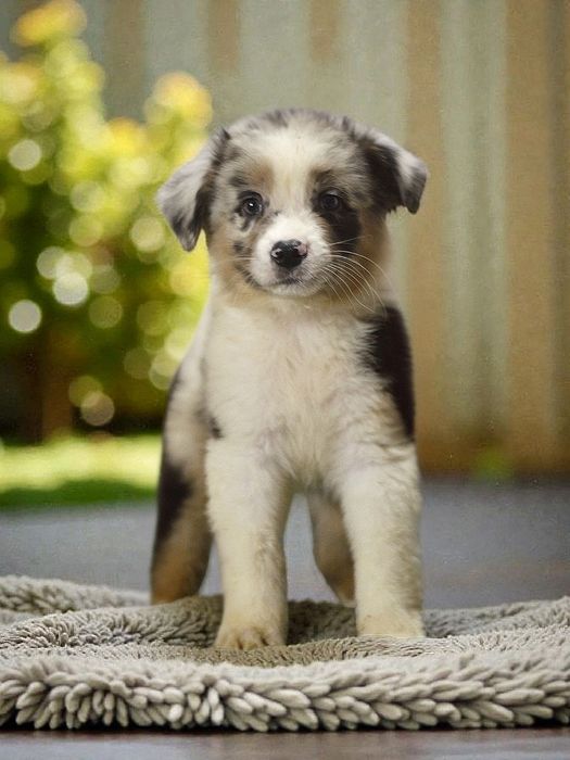Owczarek australijski samiec blue merle