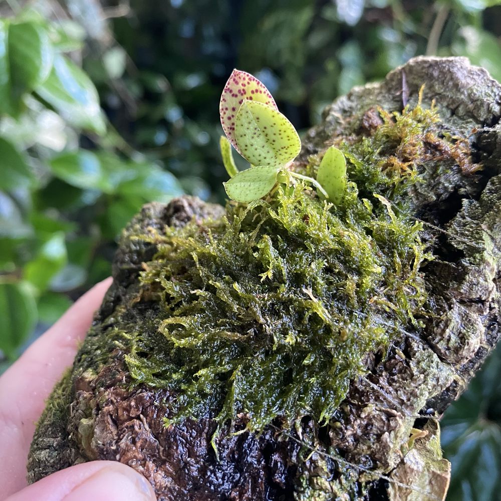 Мініатюрна орхідея Acianthera crinita