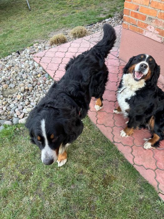 Oddam Bernenski pies pasterski