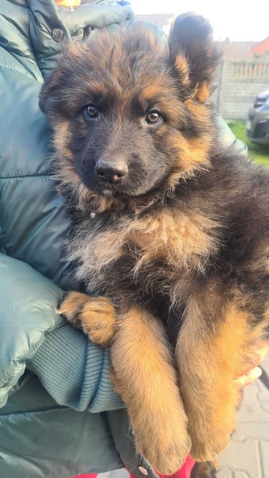 Owczarek Niemiecki Długowłosy Pies Suka