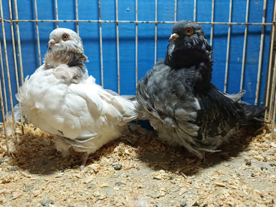 Mewka chińska gołąb chiński